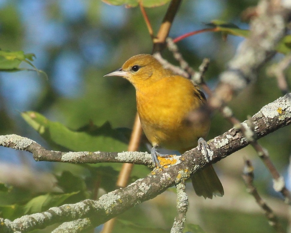 Baltimore Oriole - ML641882016