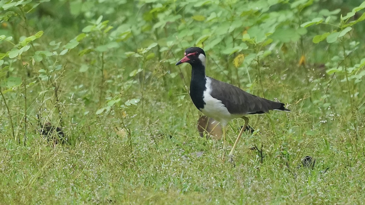 インドトサカゲリ - ML641882031