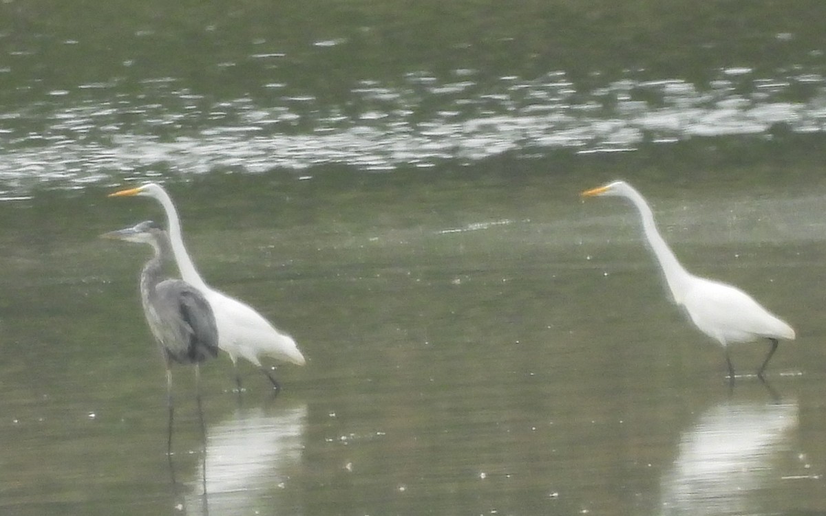 Great Egret - ML641882032