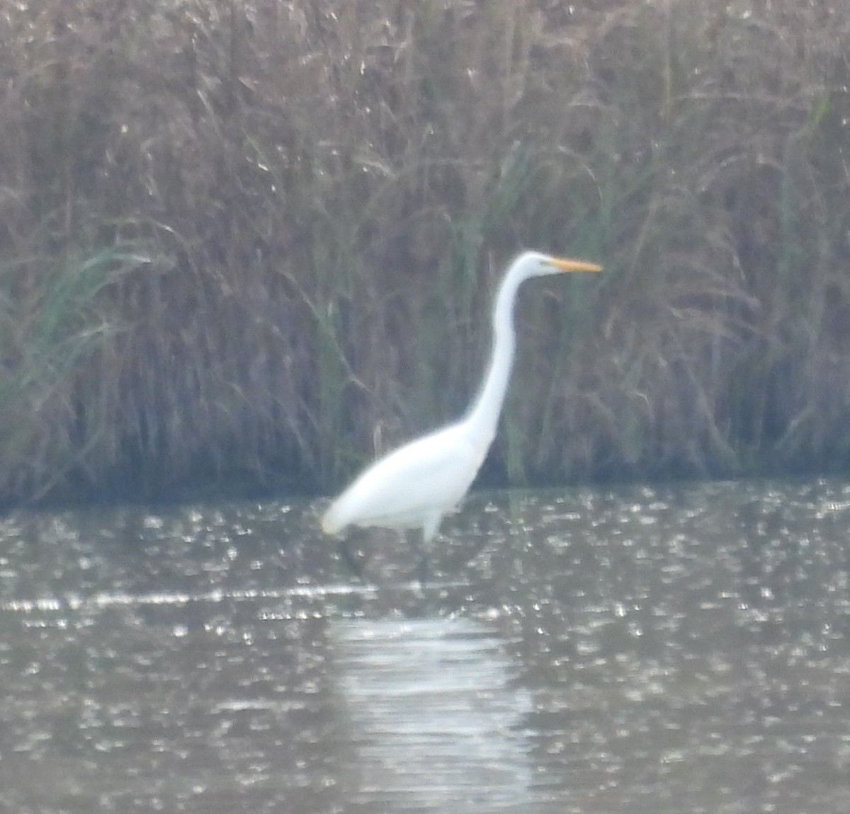 Great Egret - ML641882046
