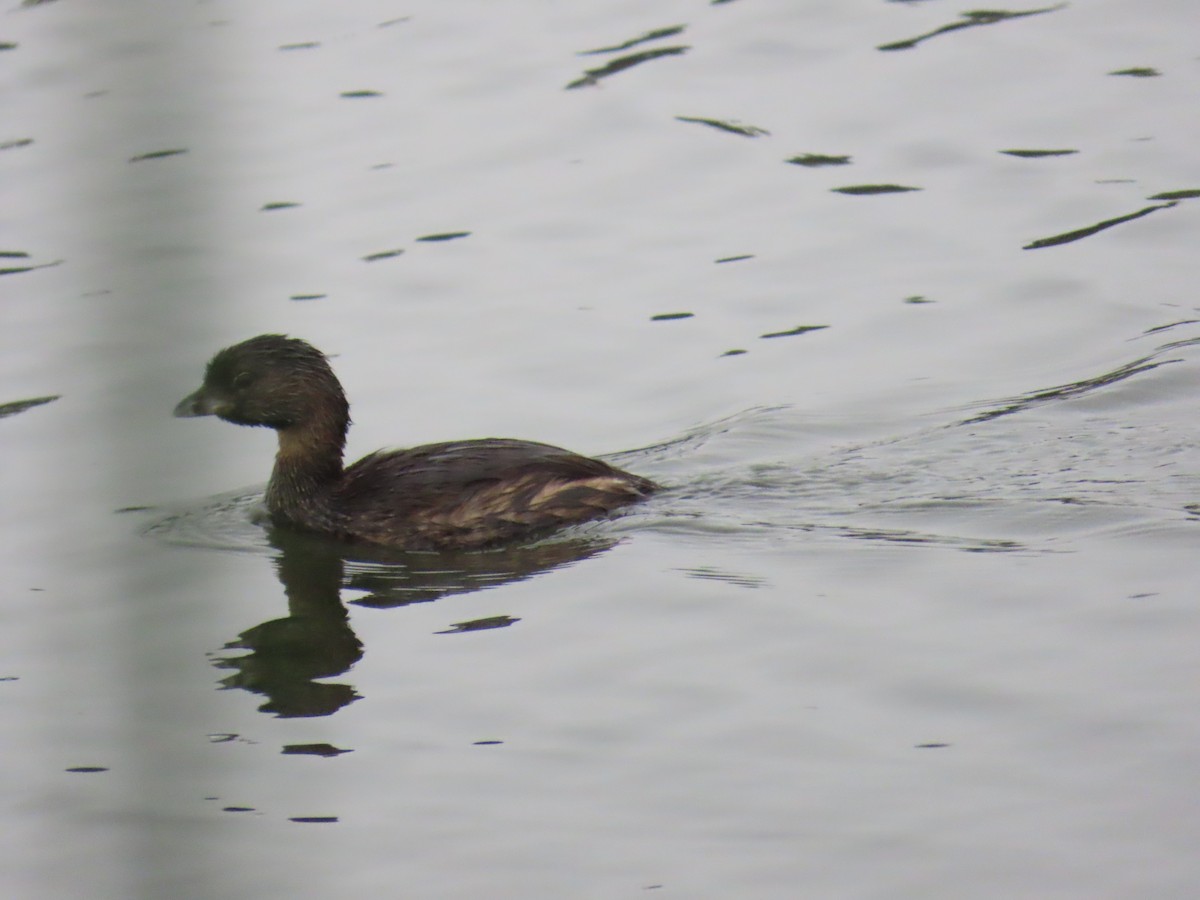 Pied-billed Grebe - ML641882053