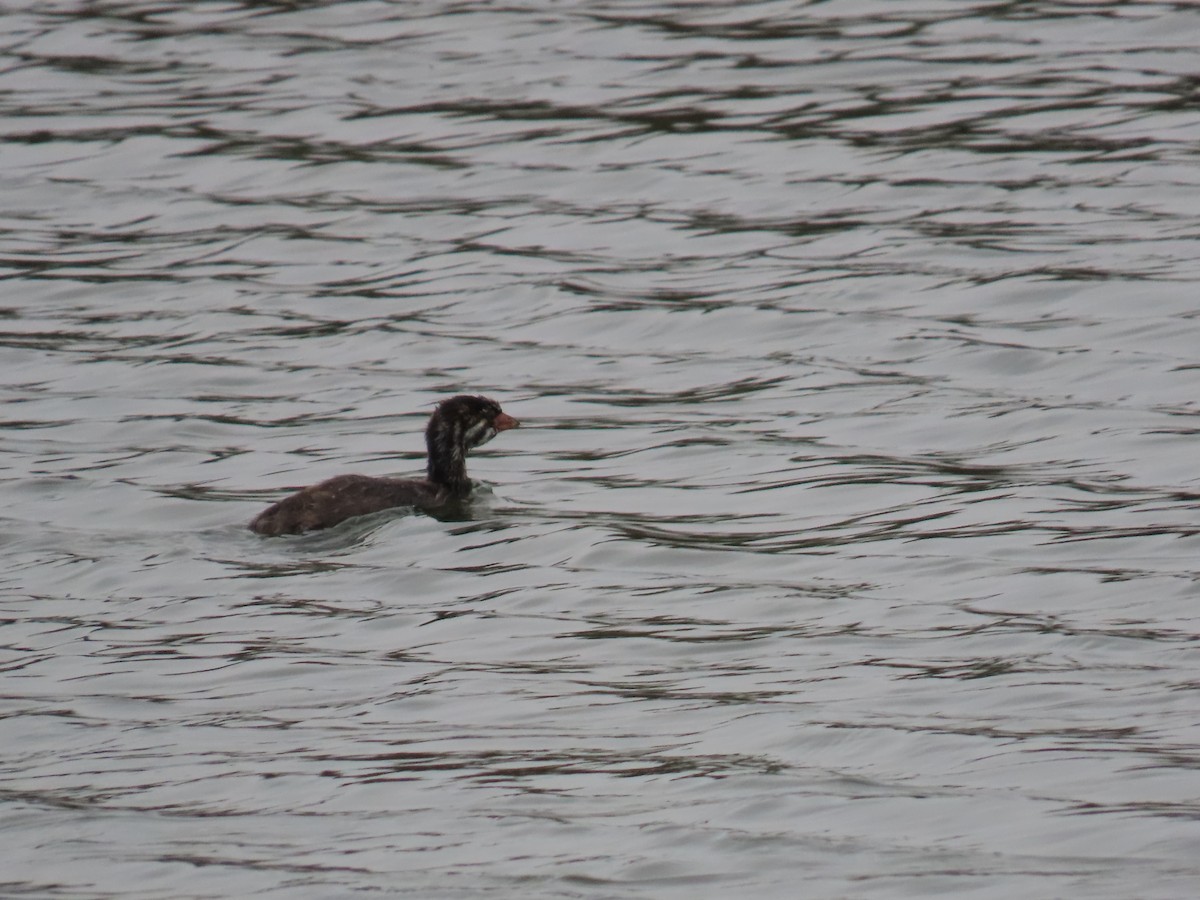 Pied-billed Grebe - ML641882059