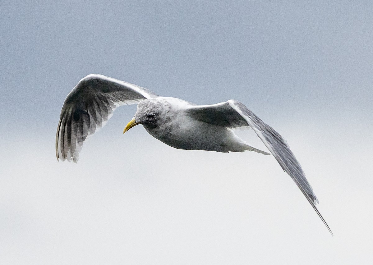 Glaucous-winged Gull - ML641882063
