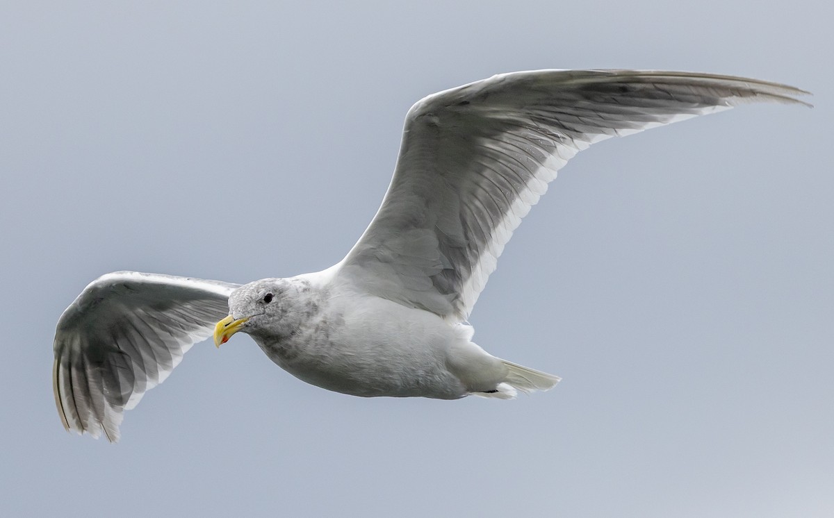 Glaucous-winged Gull - ML641882064