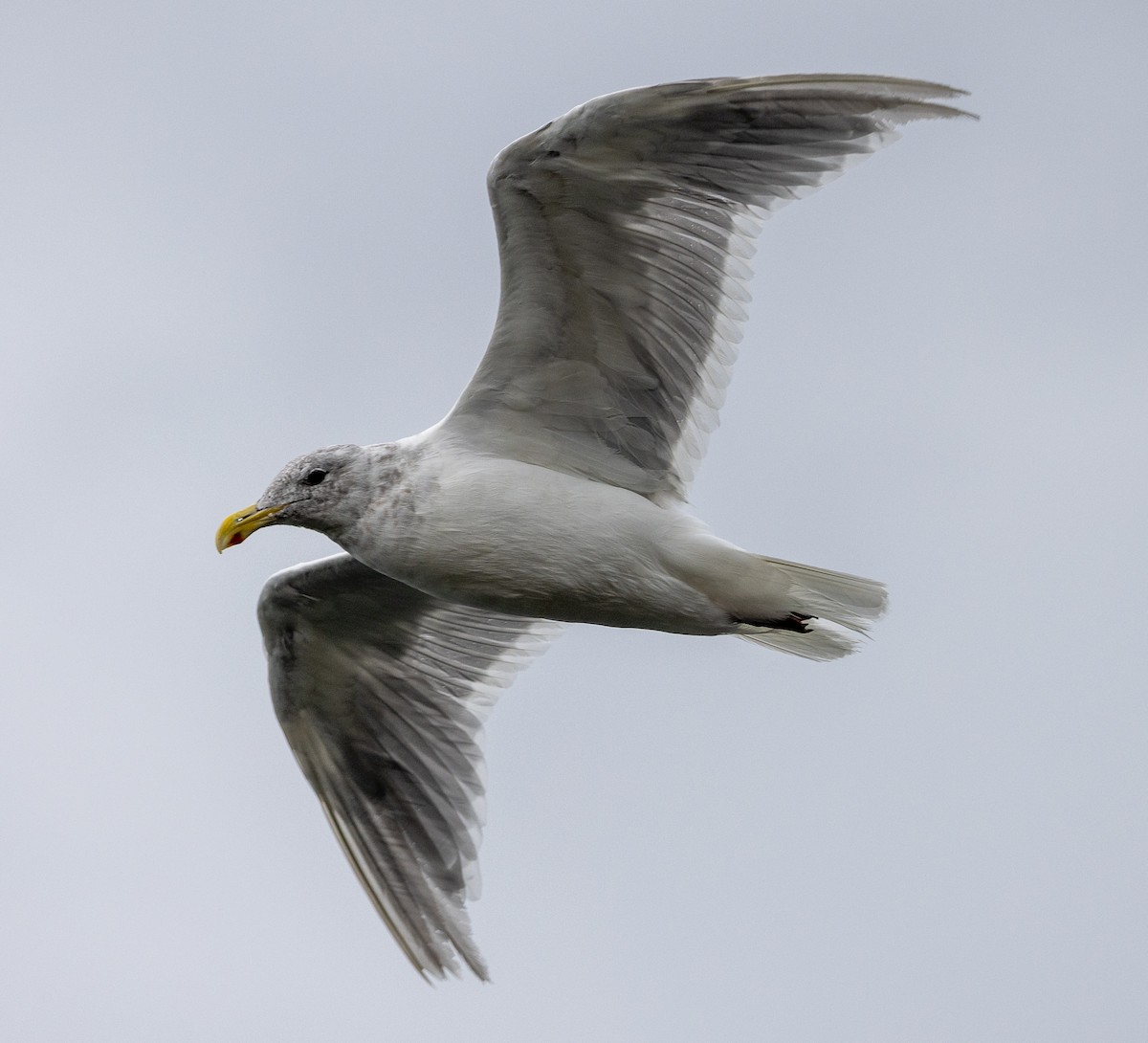 Glaucous-winged Gull - ML641882065