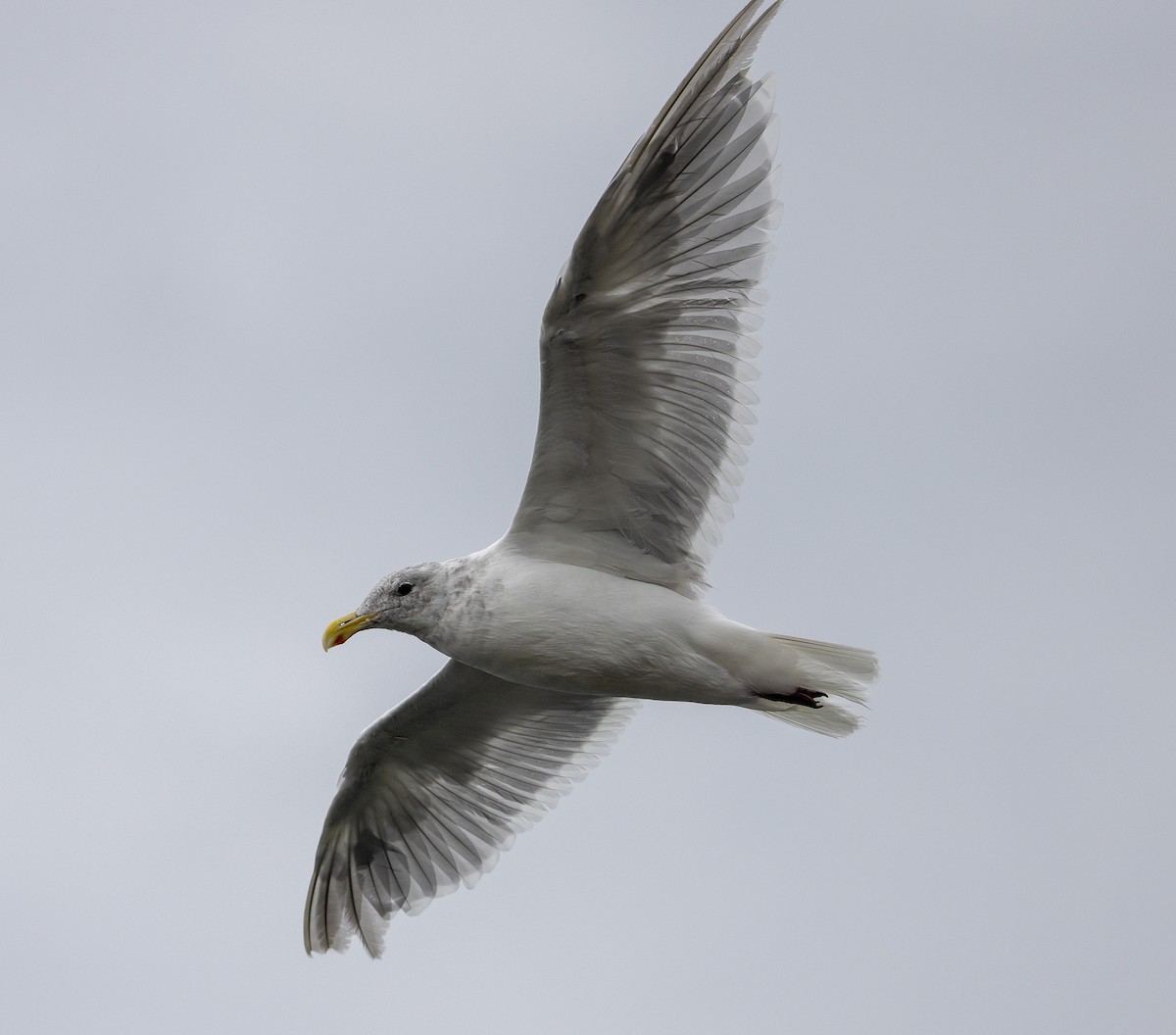 Glaucous-winged Gull - ML641882070