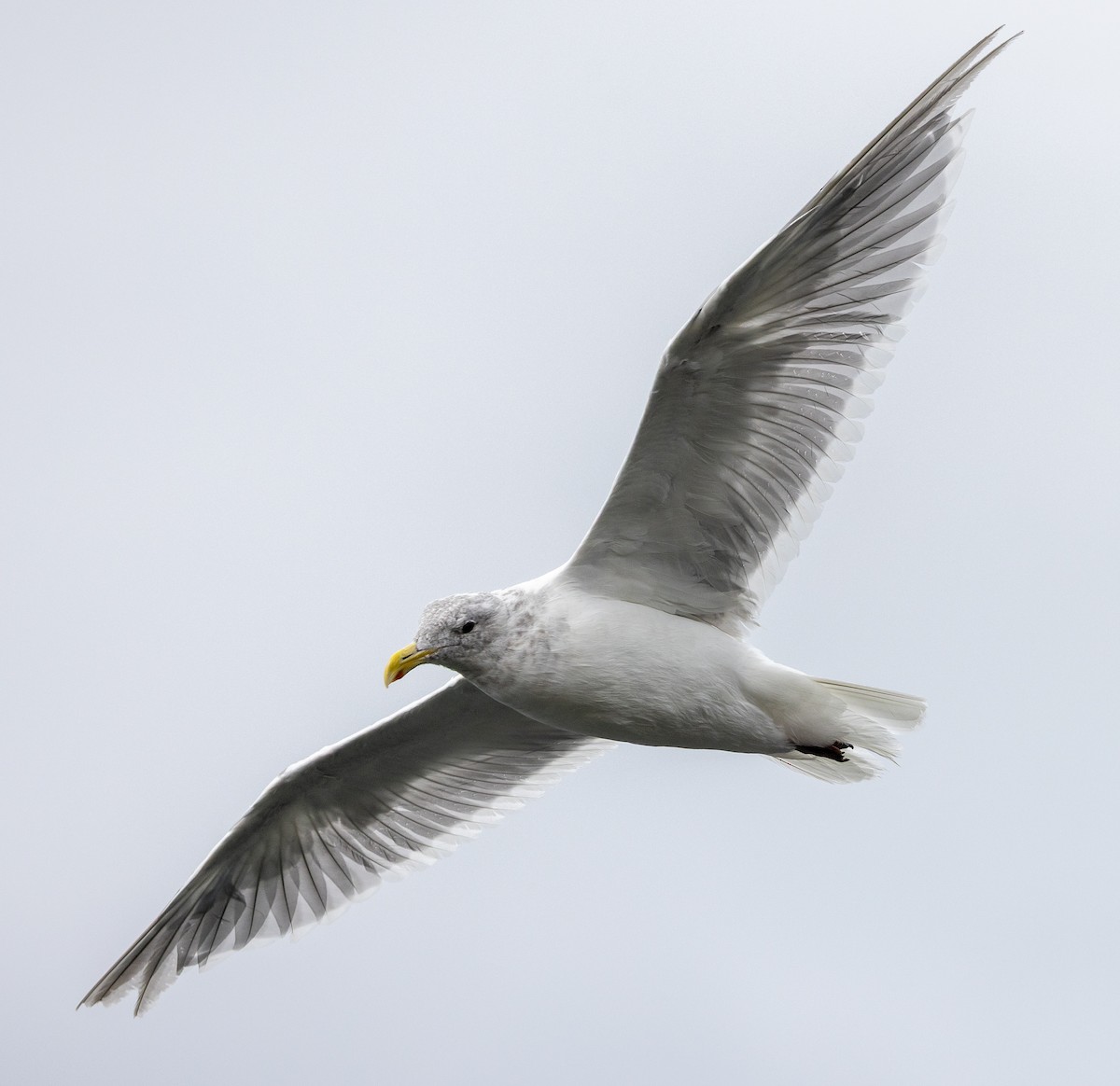 Glaucous-winged Gull - ML641882071