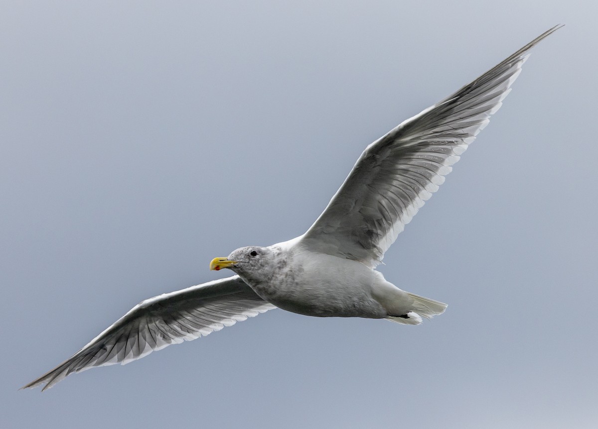 Glaucous-winged Gull - ML641882072
