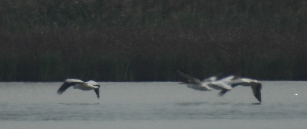 American White Pelican - ML641882090