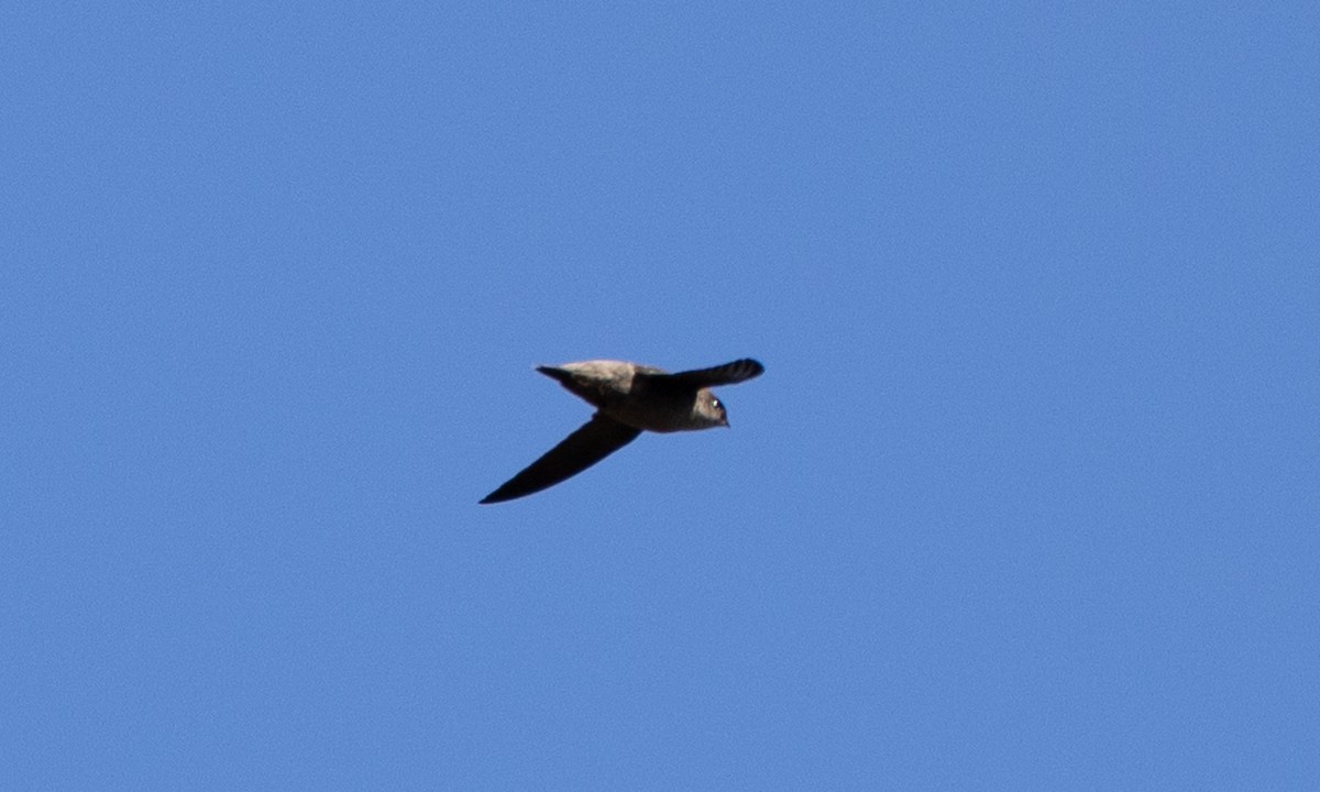 Vaux's Swift - ML641882092
