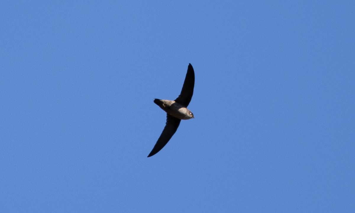 Vaux's Swift - ML641882094