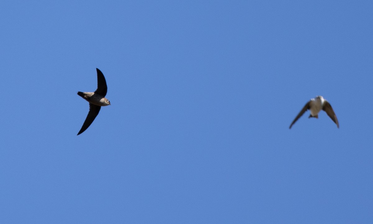 Vaux's Swift - ML641882097