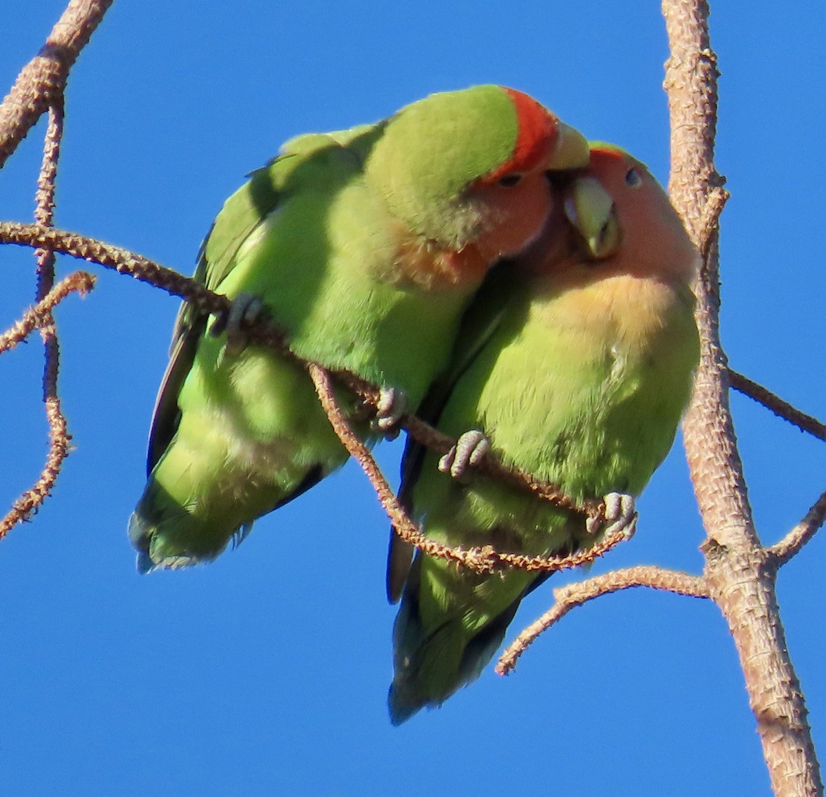 Rosy-faced Lovebird - ML641882105