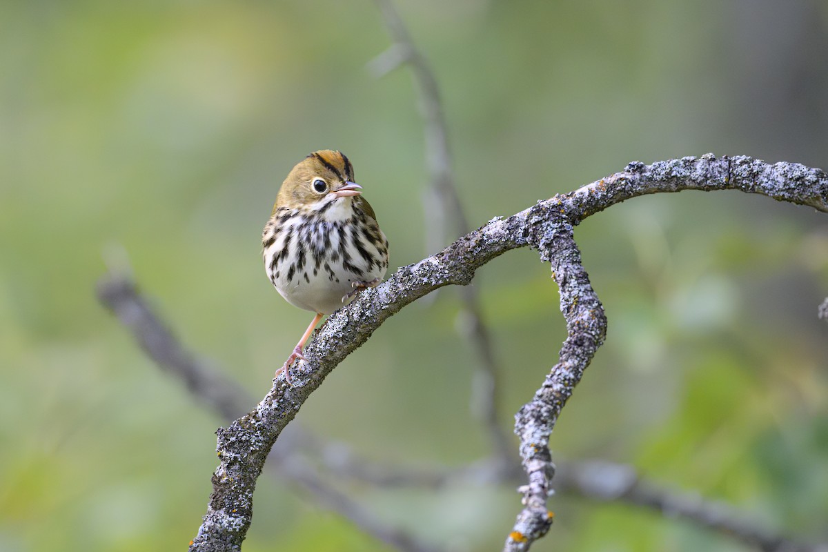 Ovenbird - ML641882124