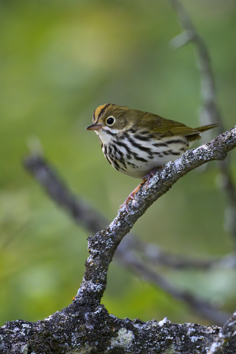 Ovenbird - ML641882125