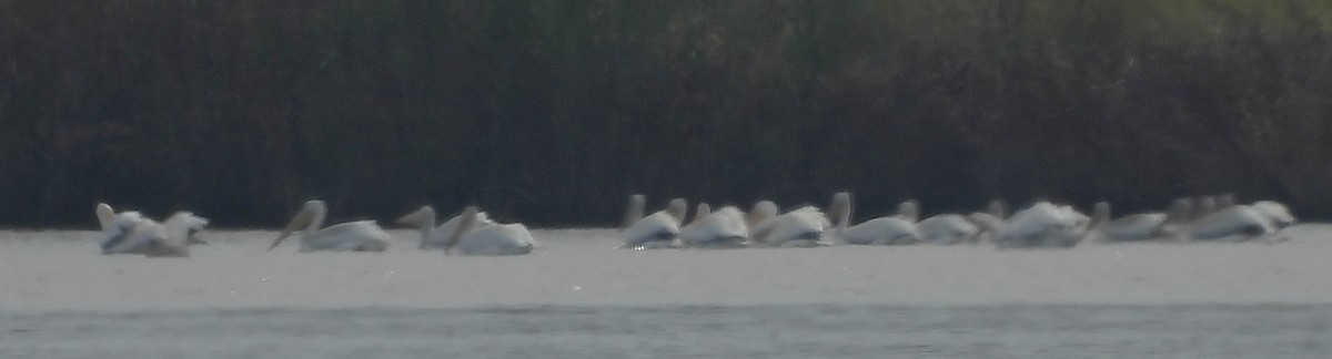 American White Pelican - ML641882126