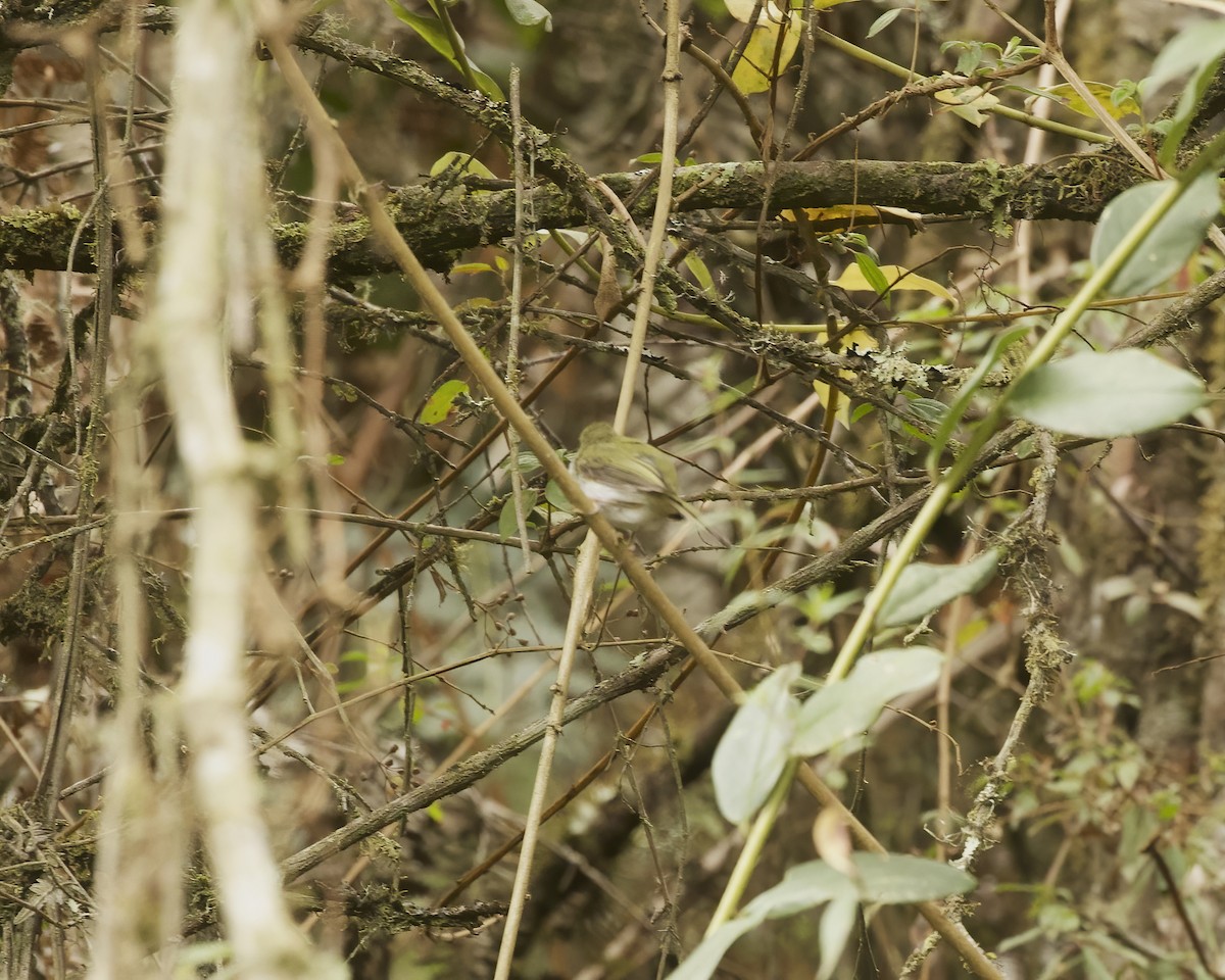Black-throated Tody-Tyrant - ML641882128