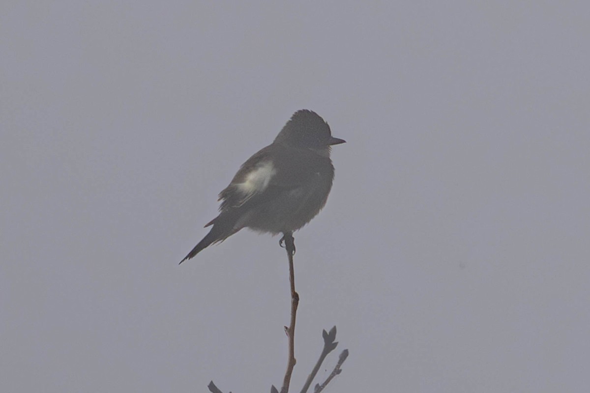 Olive-sided Flycatcher - ML641882133