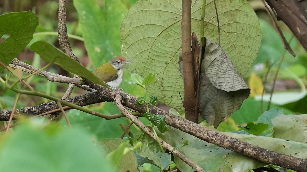 Common Tailorbird - ML641882138