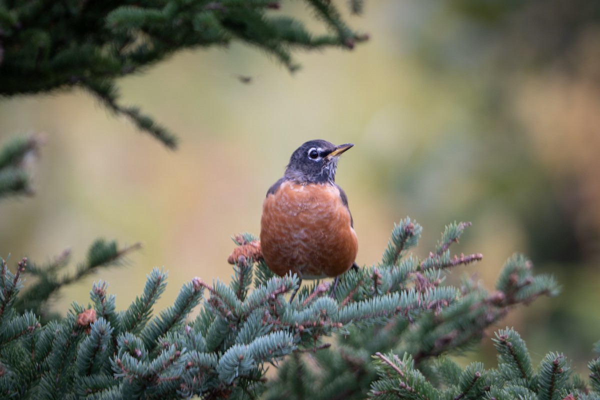 American Robin - ML641882143