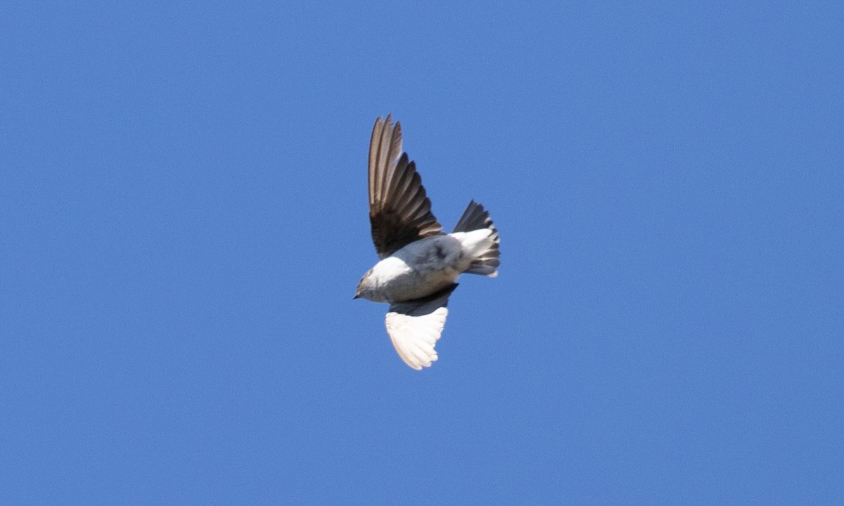 Hirondelle à face blanche - ML641882145