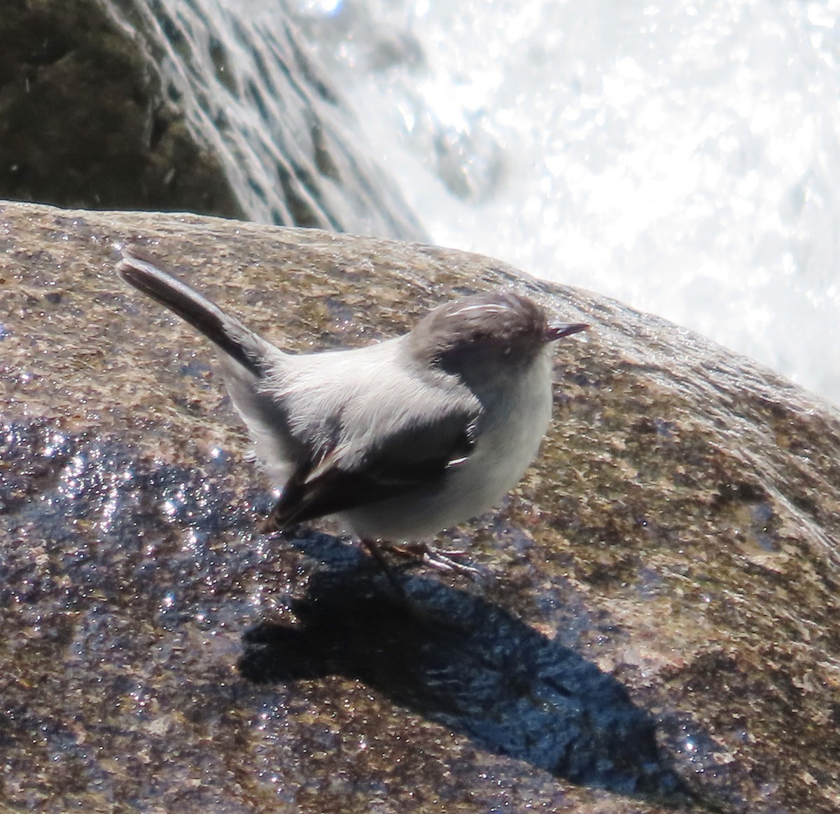 Torrent Tyrannulet - ML641882157