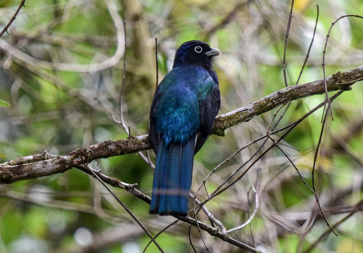 Green-backed Trogon - ML641882158