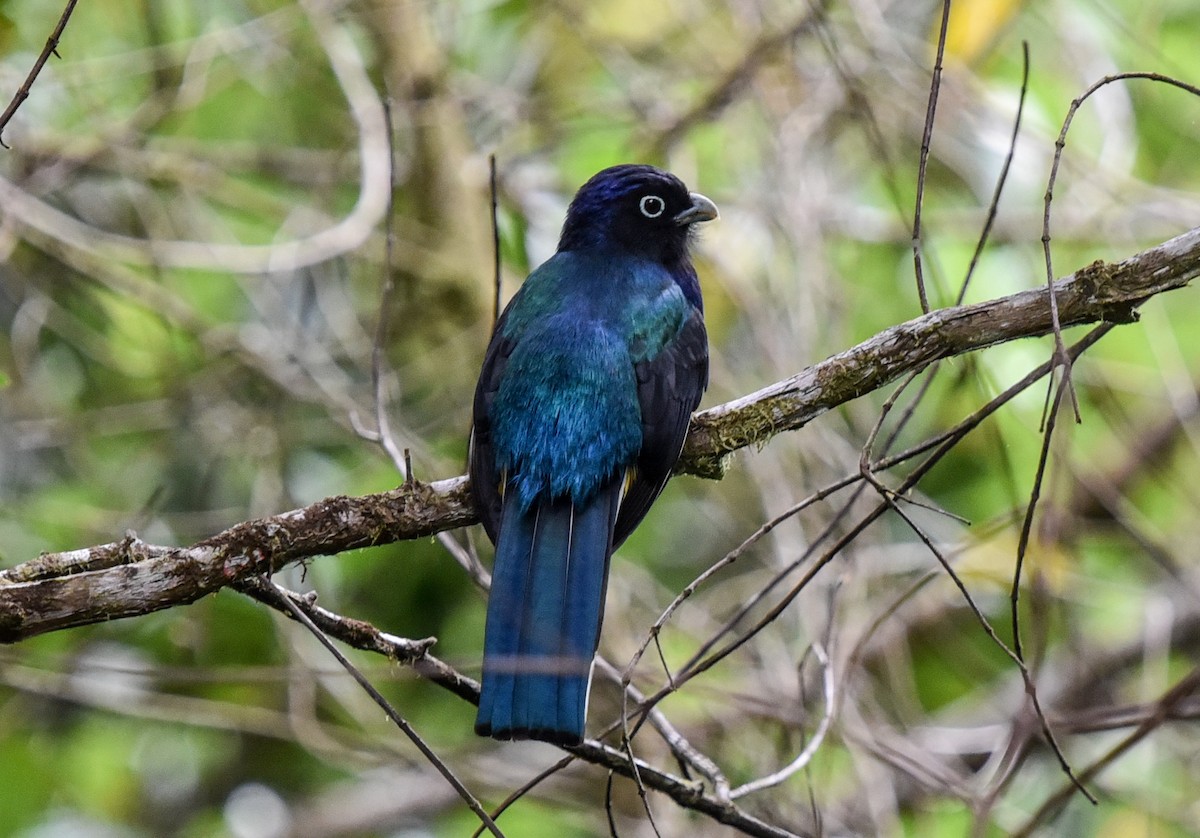 Green-backed Trogon - ML641882159