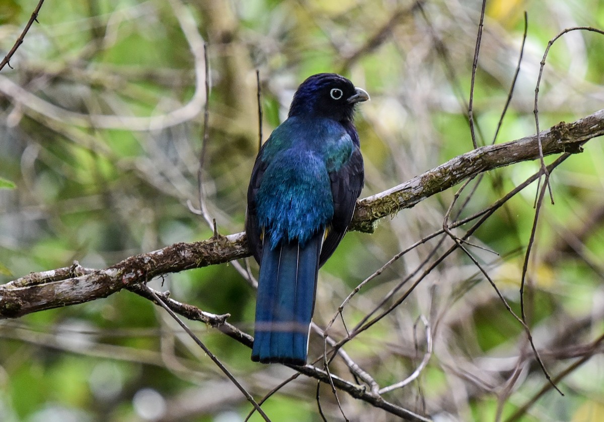 Green-backed Trogon - ML641882160