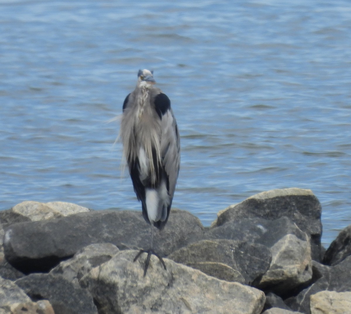 Great Blue Heron - ML641882201
