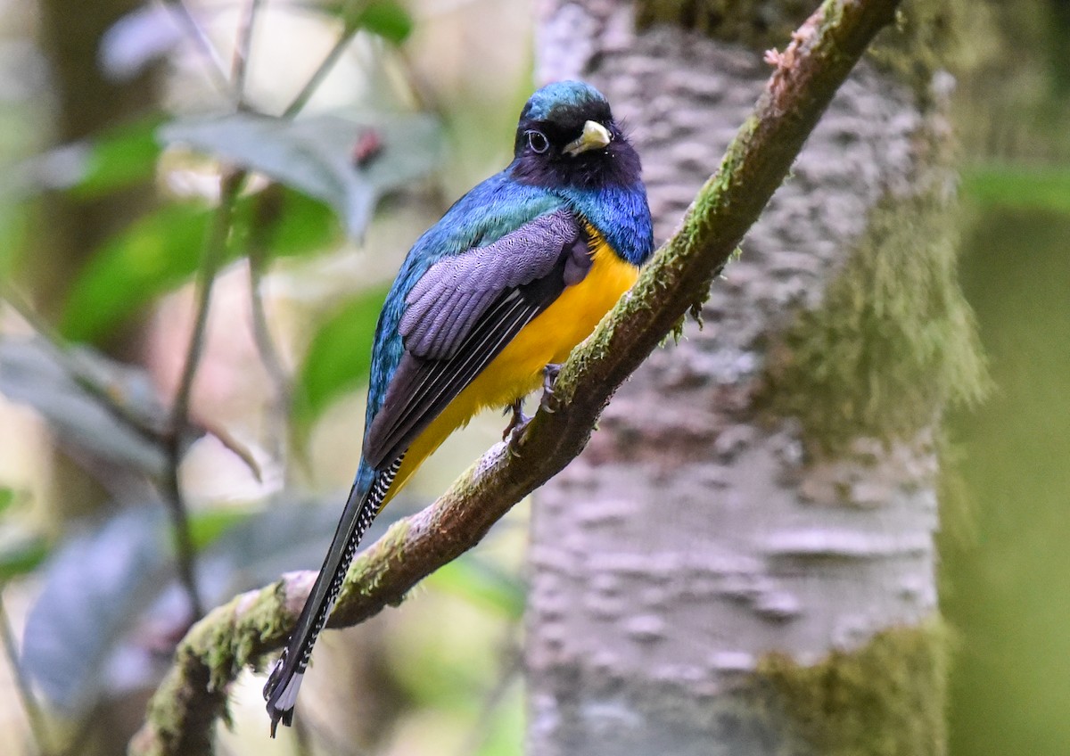 Atlantic Black-throated Trogon - ML641882206