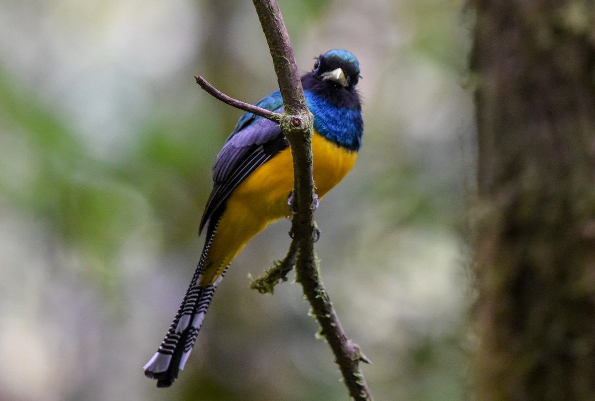 Atlantic Black-throated Trogon - ML641882207