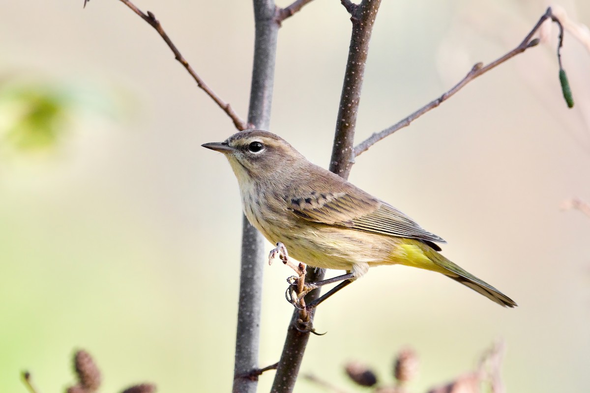 Palm Warbler - ML641882218