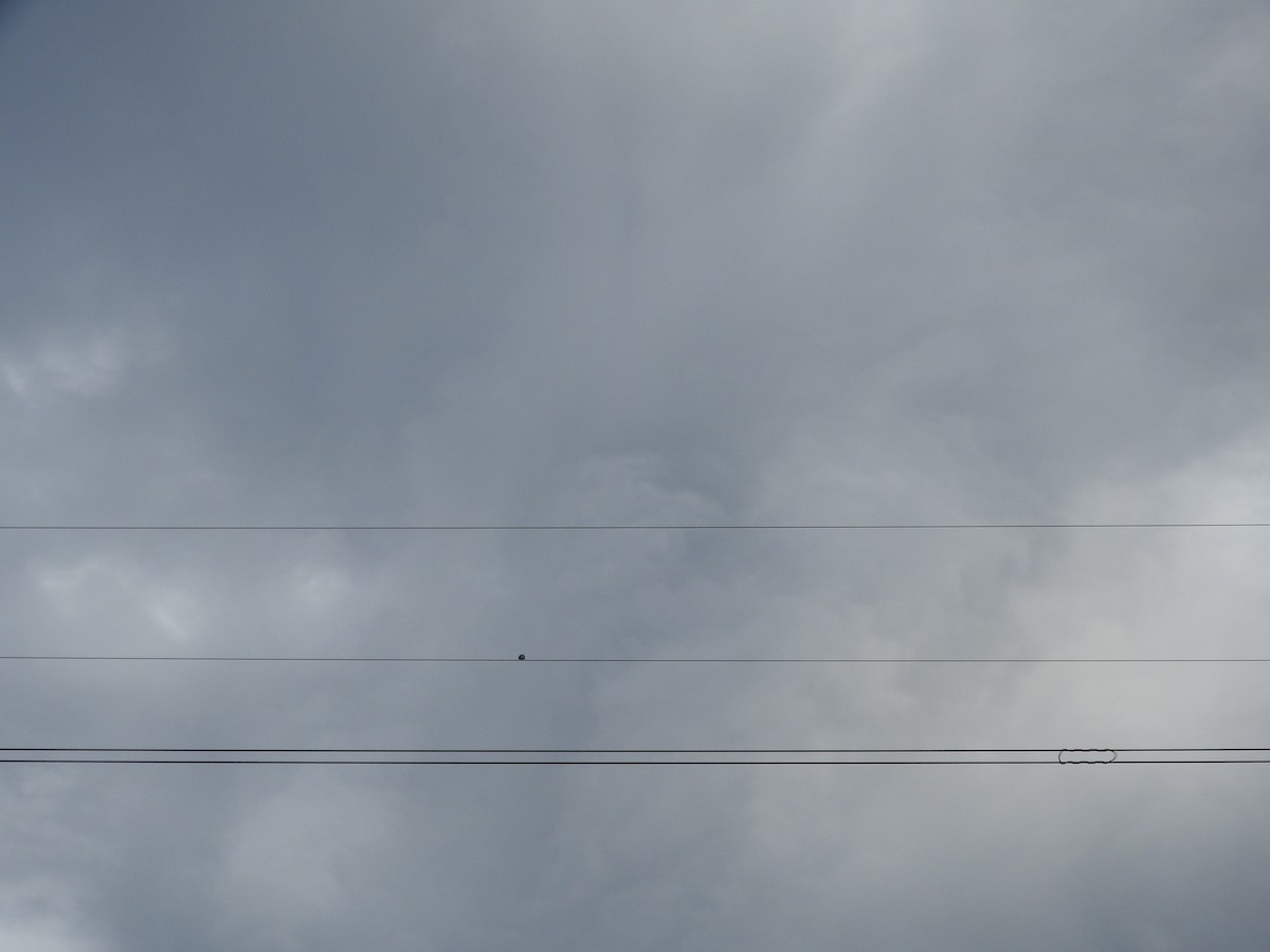 Black-faced Cuckooshrike - ML641882235
