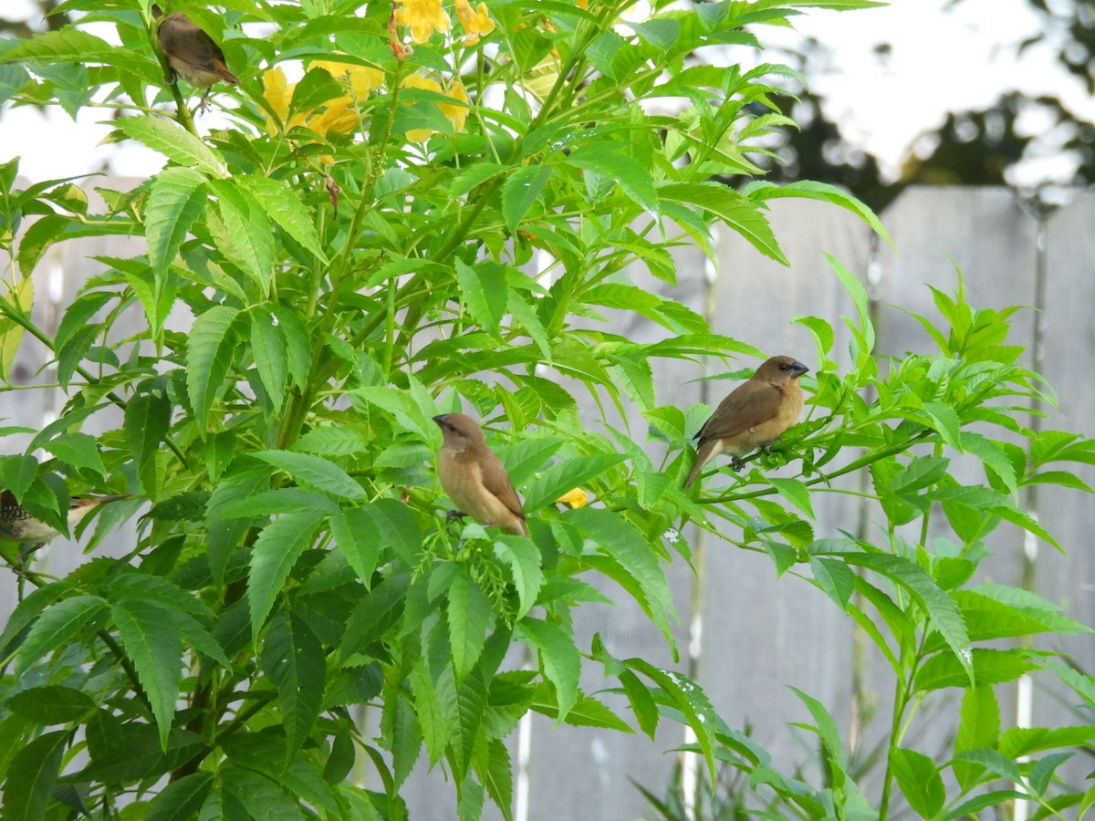Scaly-breasted Munia - ML641882261