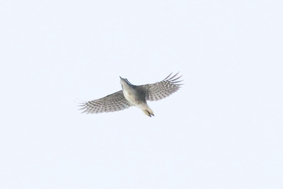 Black-backed Woodpecker - ML641882276