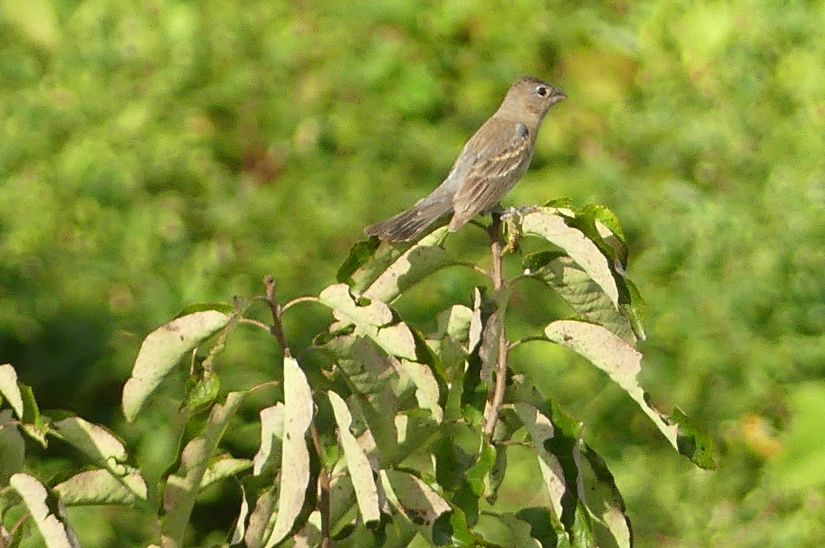 blåtykknebb - ML641882285