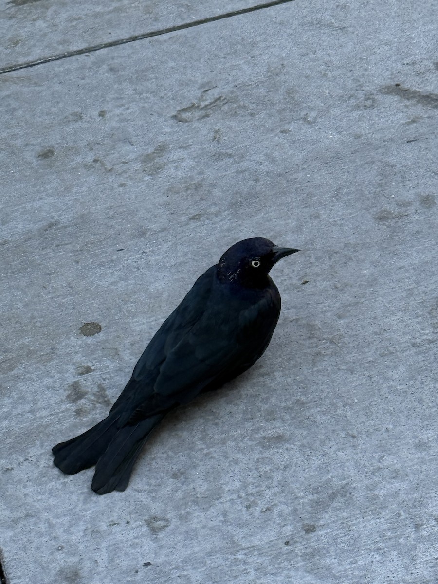 Brewer's Blackbird - ML641882292