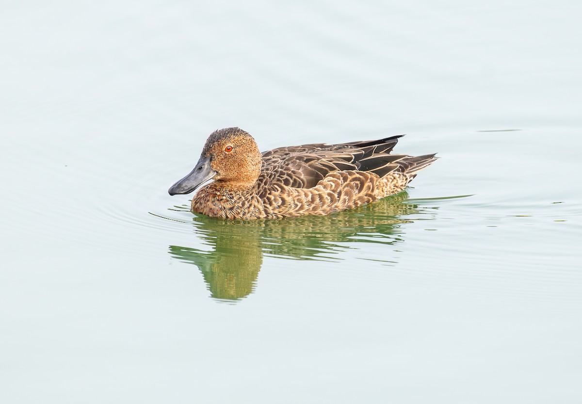 Cinnamon Teal - ML641882324