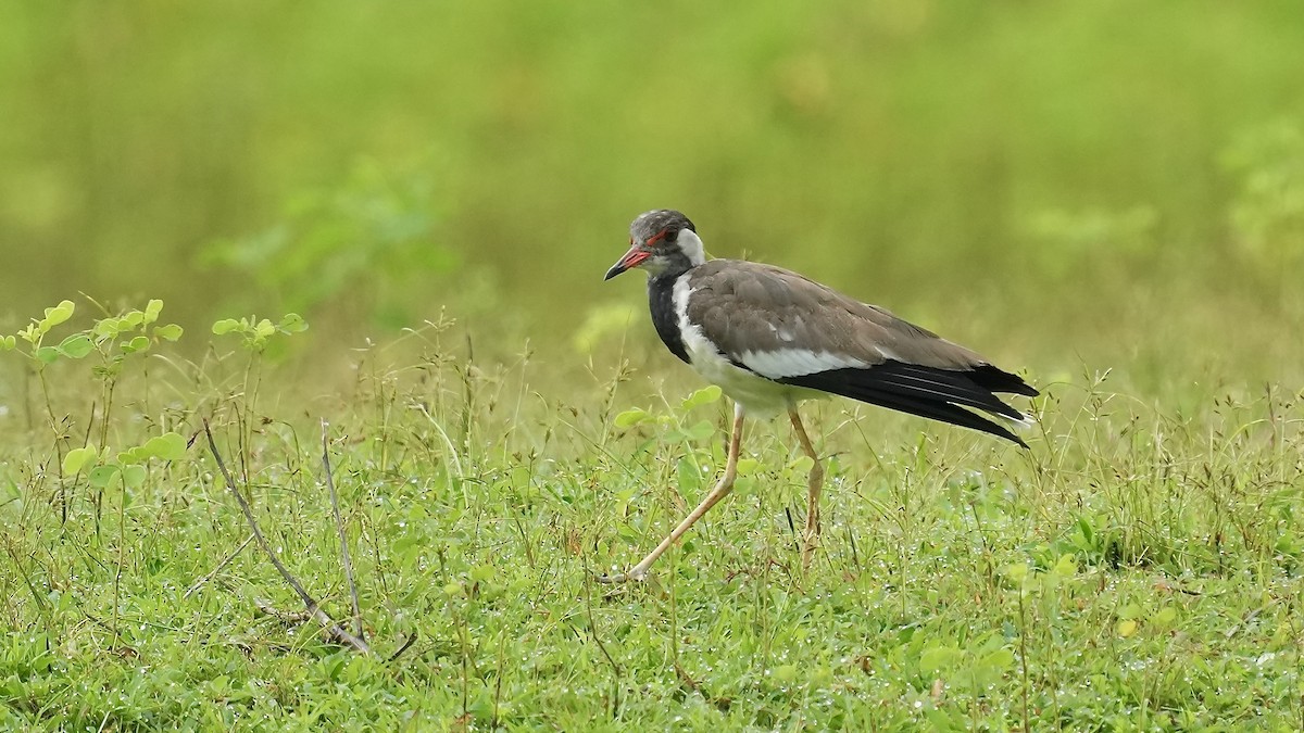 インドトサカゲリ - ML641882325