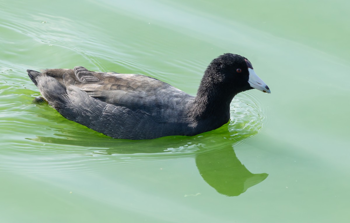 American Coot - ML641882331