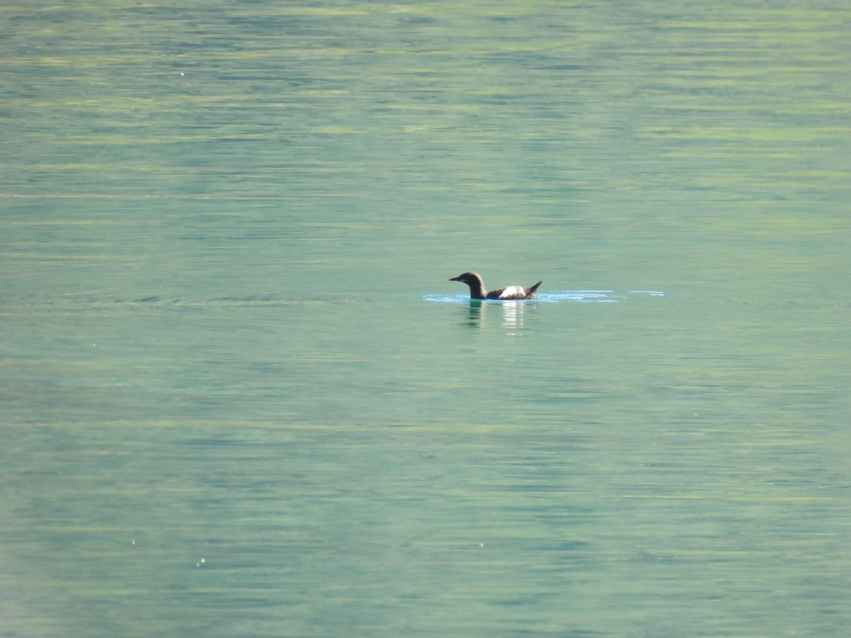 Black Guillemot - ML641882343