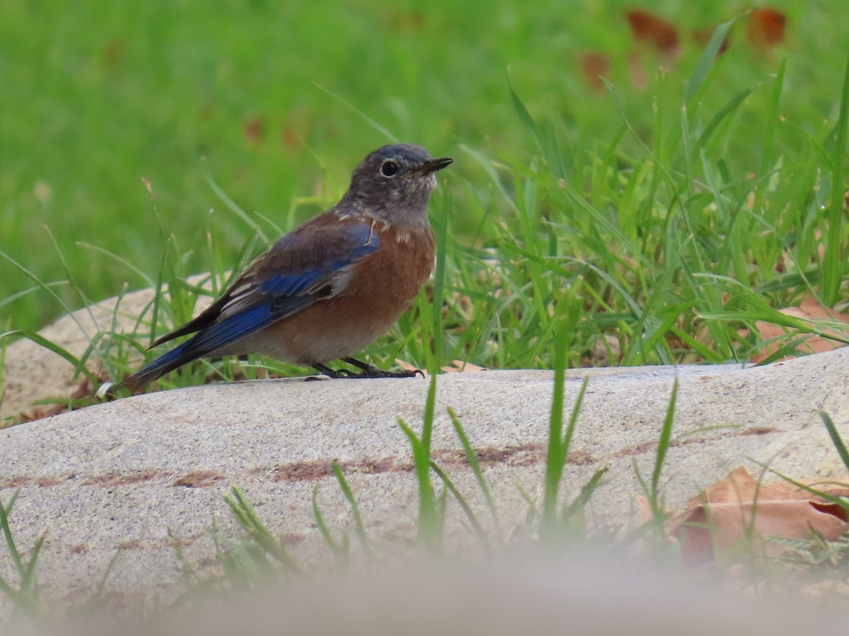 Blaukehl-Hüttensänger - ML641882347