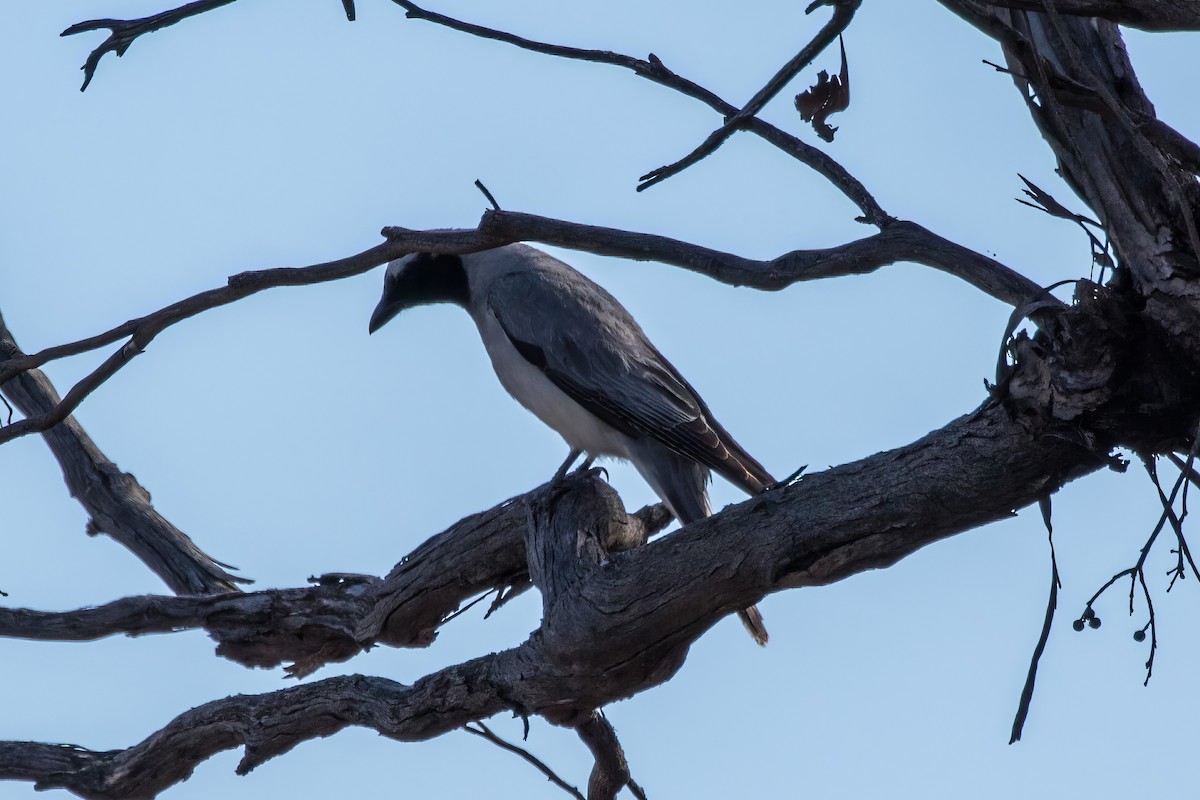Black-faced Cuckooshrike - ML641882353