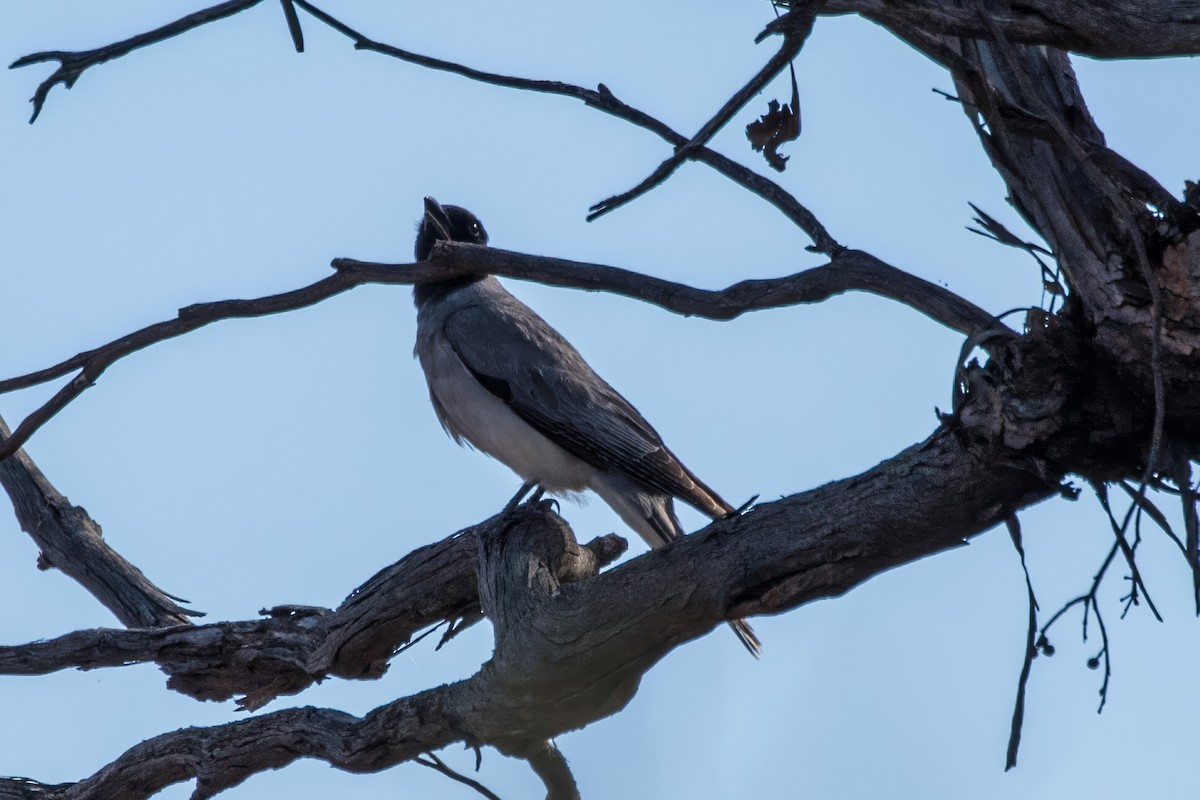 Black-faced Cuckooshrike - ML641882354
