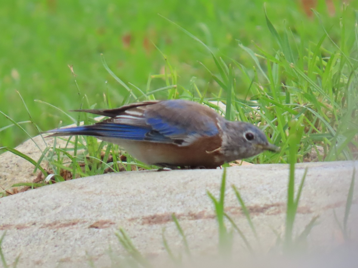 Blaukehl-Hüttensänger - ML641882356