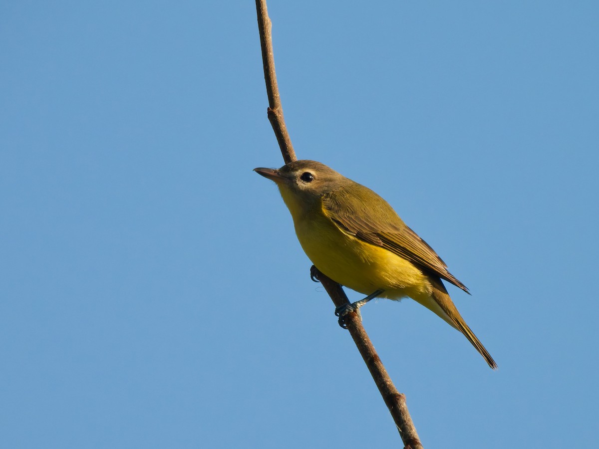 Eastern Warbling Vireo - ML641882362