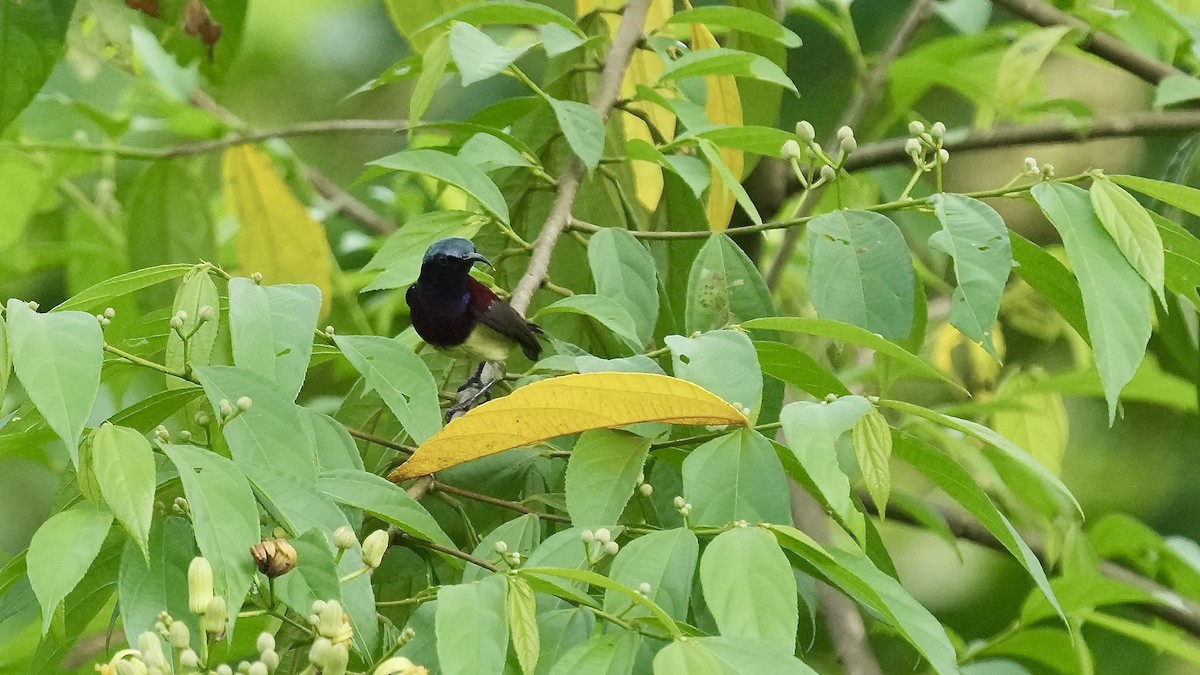 Crimson-backed Sunbird - ML641882363