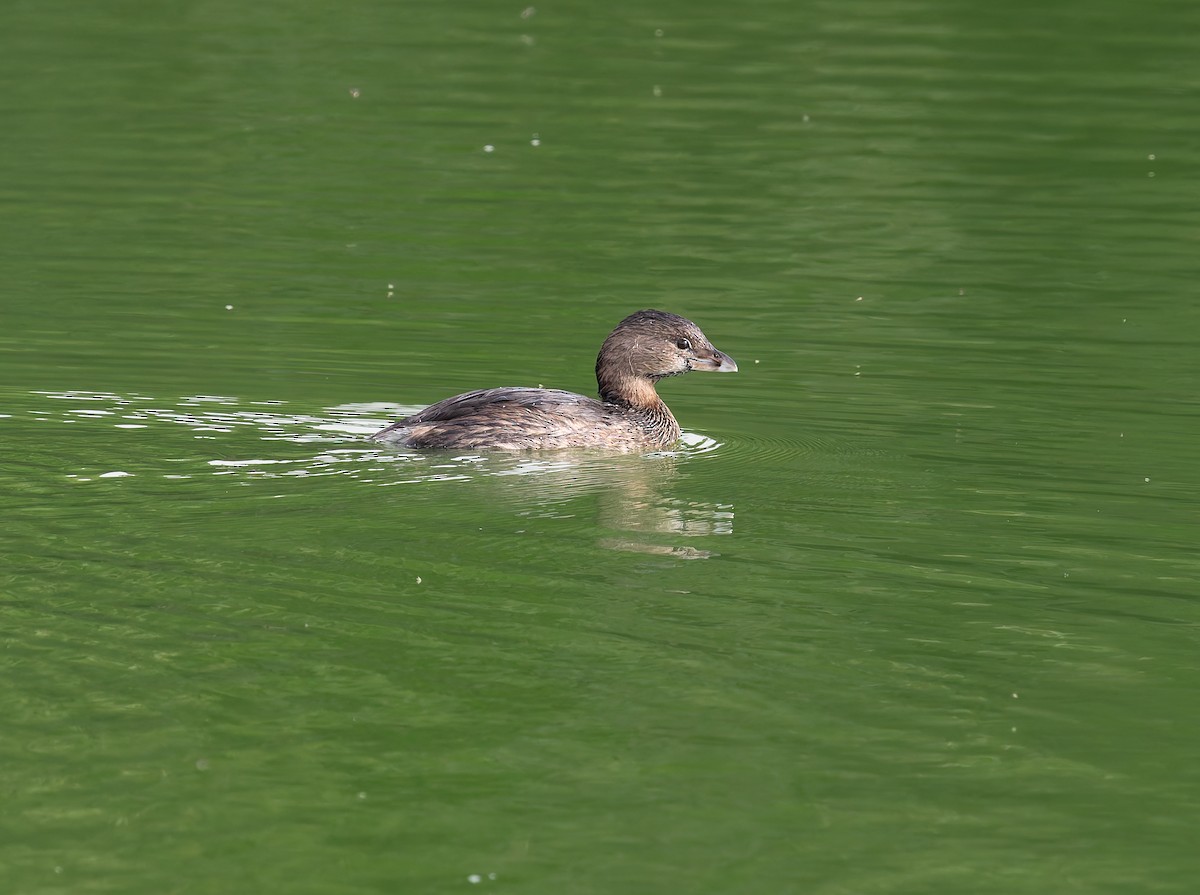 Pied-billed Grebe - ML641882369