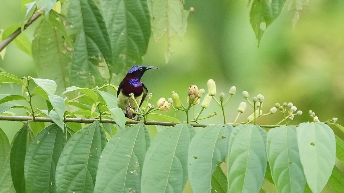 Crimson-backed Sunbird - ML641882371